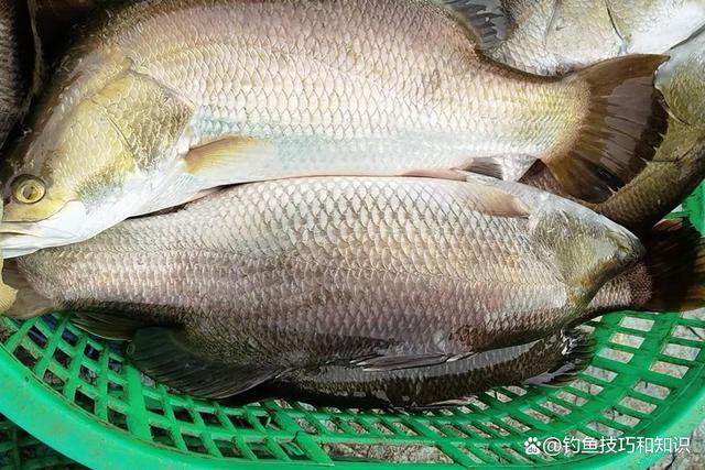 金目鲈怎么钓?金目鲈的生活习性和垂钓技巧