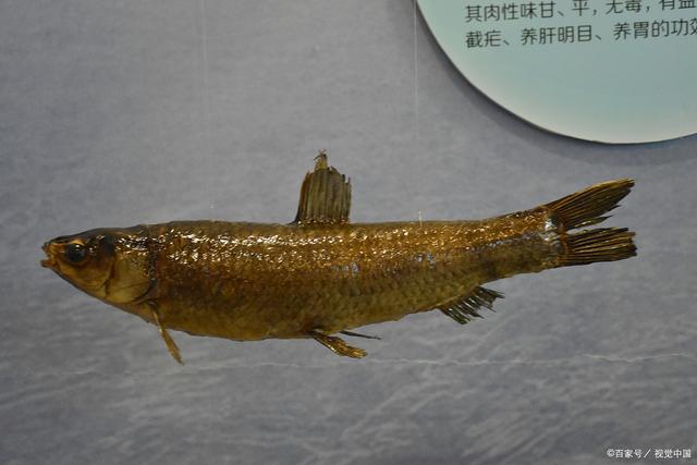 龙源鱼怎么样饲养_养殖技术_爱钓鱼