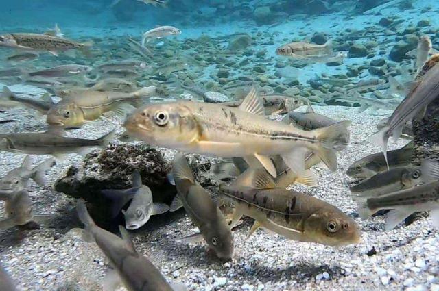 青藏高原特殊的自然条件孕育出众多珍稀鱼类.