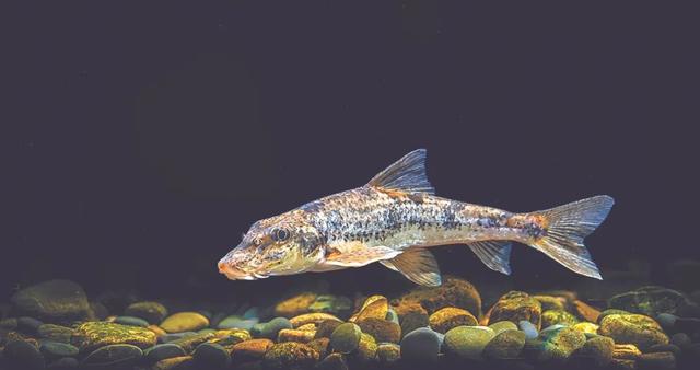 似鮈和九曲溪中多数鱼类一样,光倒刺鲃并非濒危物种,但九曲溪河道及其