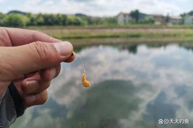 蘸米钓的优势就是使用酒米,这东西小鱼不吃但是大鲫鱼非常喜欢吃,并且