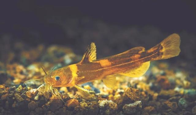 武夷山国家公园的稀有鱼类_鱼类百科_爱钓鱼