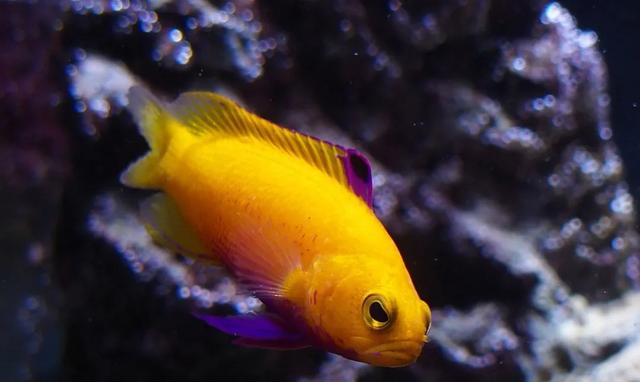 黄金狐是一种生命力极强的鲈科鱼,虽然它是鲈科鱼家族中最小的一员,但