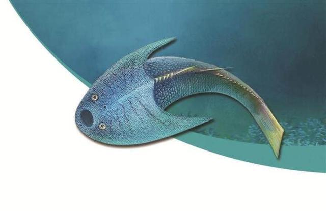 来自志留纪的精灵——珍奇秀甲鱼_鱼类百科_爱钓鱼