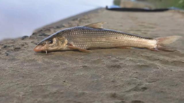 郑州垂钓者意外钓获黄河"鸽子鱼",曾为古代贡品,如今濒临灭绝