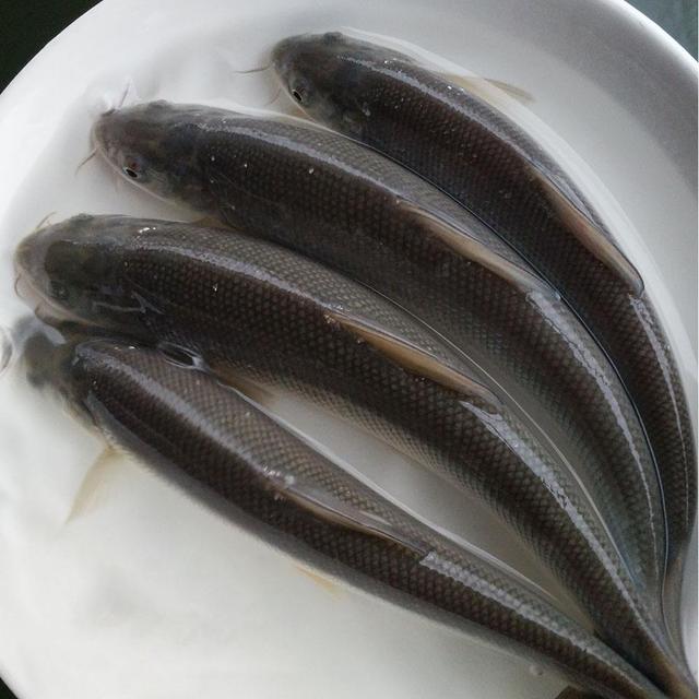 想养淡水银鳕鱼?必须掌握这些养殖条件!_养殖技术_爱钓鱼