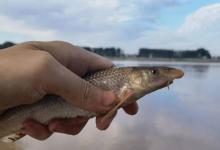 郑州垂钓者意外钓获黄河“鸽子鱼”，曾为古代贡品，如今濒临灭绝