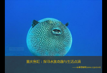 重庆鱼缸：探寻水族奇趣与生活点滴