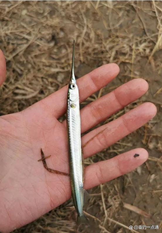 深山惊现"剑鱼"?大别山藏奇鱼,身形如剑,攻击范围竟达2米!