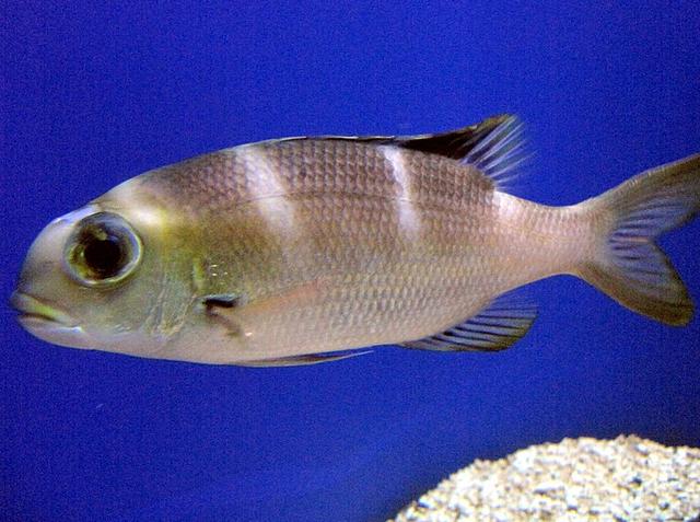 鱼为什么睁着眼睛睡觉?鱼睡觉时为什么不闭眼?_鱼类百科_爱钓鱼