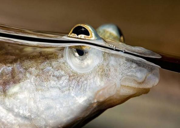 鱼为什么睁着眼睛睡觉?鱼睡觉时为什么不闭眼?_鱼类百科_爱钓鱼