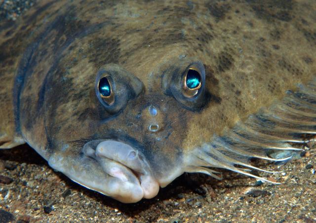 鱼为什么睁着眼睛睡觉?鱼睡觉时为什么不闭眼?_鱼类百科_爱钓鱼