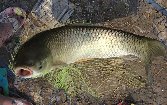 钓草鱼,为什么钓底比钓浮更好?因为满足这2个条件的太少