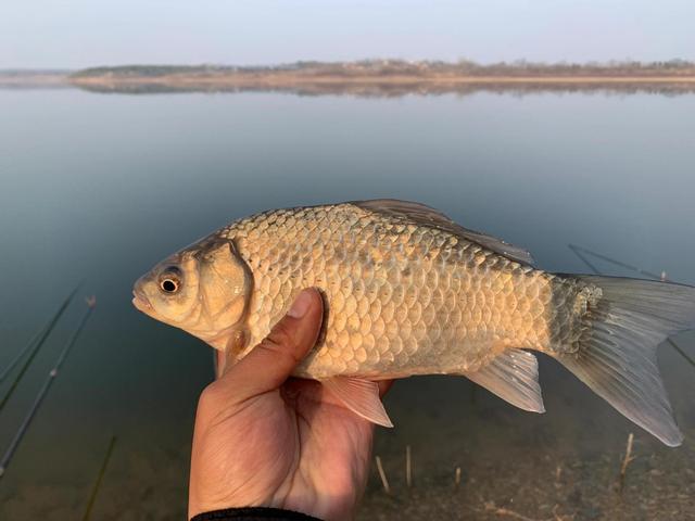 野钓鲫鱼,为什么不推荐钓浮?因为这些原因,谁钓谁空军
