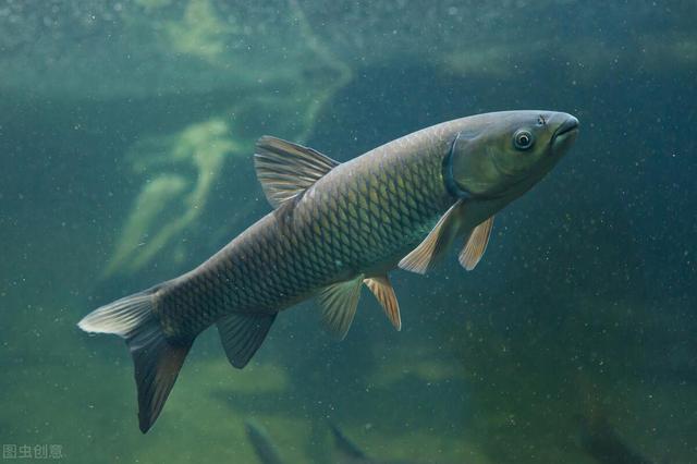 浮钓草鱼就用这三个技巧,天气越热越好钓,学会赶紧试试看