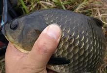 降温后如何钓鲫鱼？请记住这3个关键，老钓友经验总结