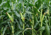 玉米打窝玉米钓，如何才能钓出好渔获？老钓友分享玉米钓鱼技巧