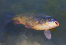 钓不到鱼的原因有很多，打窝方式不对算一种，这种打窝方式不可取