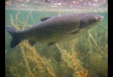 钓草鱼，为什么钓底比钓浮更好？因为满足这2个条件的太少