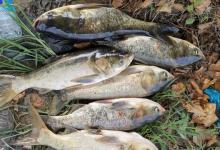 秋季鲢鳙很好钓，但饵料太费钱，不如动手自己制作低成本鲢鳙饵