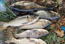 开不好鲢鳙饵料怎么办？3个方法教会你，新手开饵也简单
