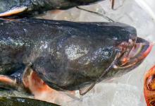 鲶鱼怎么钓？秋季垂钓鲶鱼有方法，钓技是其次，钓饵更重要