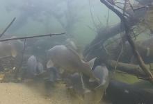 只吃窝料不吃饵，鱼也学聪明了？遇到这种情况我们该怎么办？