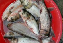 秋季鲢鳙怎么钓？学会技巧“不空军”：鲢鳙应该这样钓，爆护秘籍