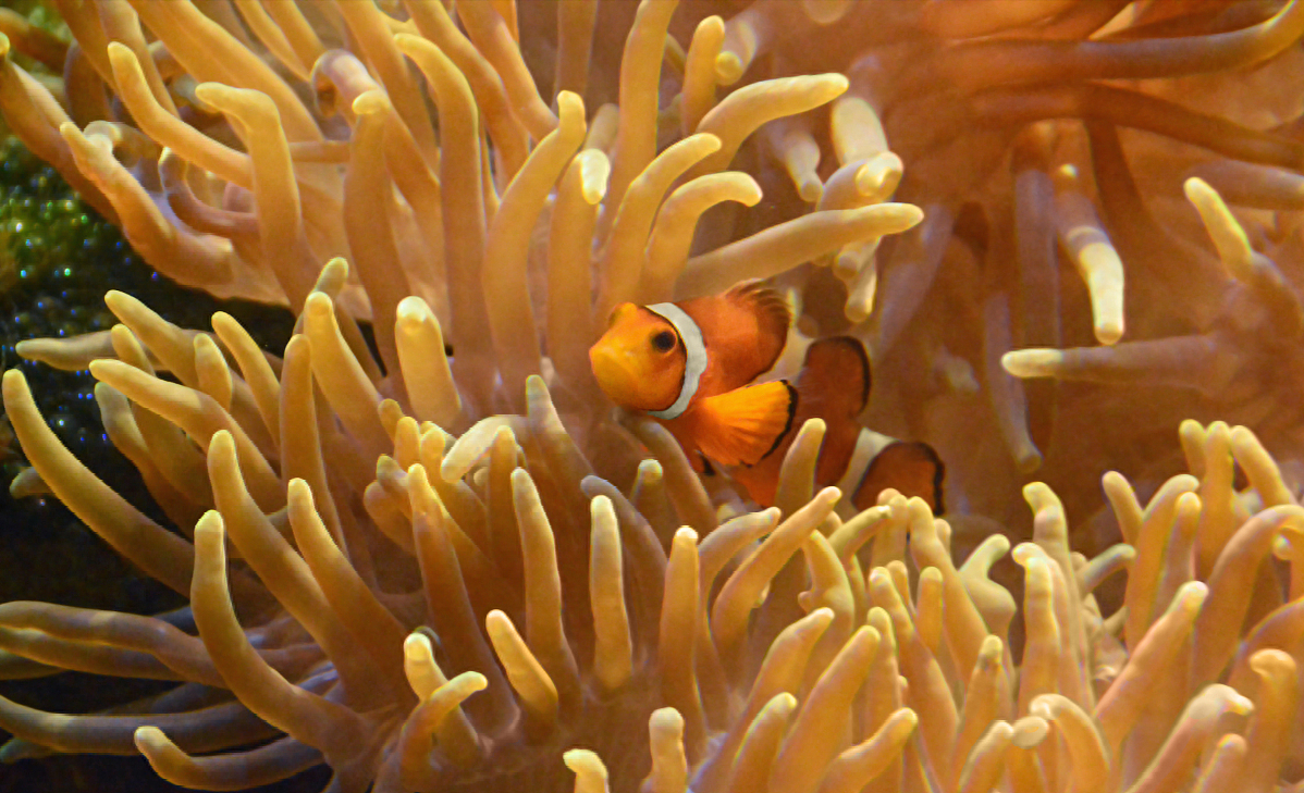 海葵和小丑鱼