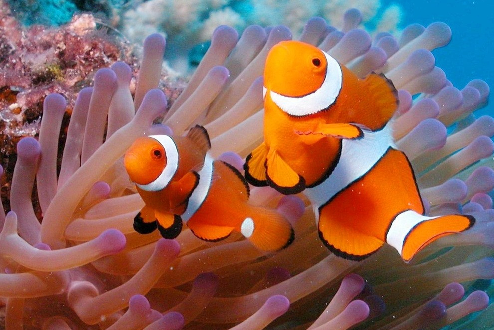 海葵与小丑鱼:一个奇妙的共生故事