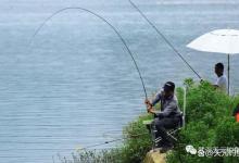 夏季野钓技巧：看完这个，让你鲫鱼鲤鱼钓过瘾