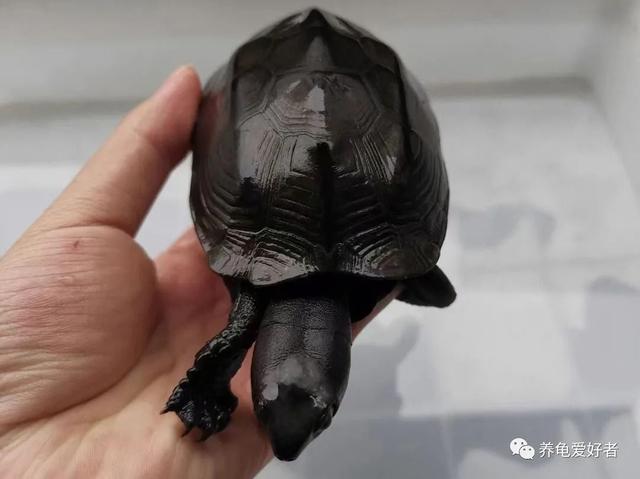 怎么养中华草龟,更容易让它墨化呢?