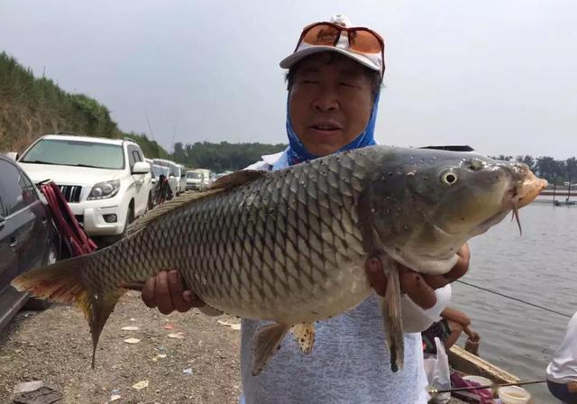 都说鲤鱼嘴刁,其实是你打窝方法不对!