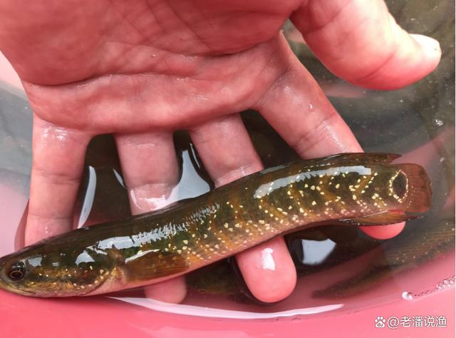 广西钦州,一村民在死水沟里,捉到了4条身上有"星星"的鱼