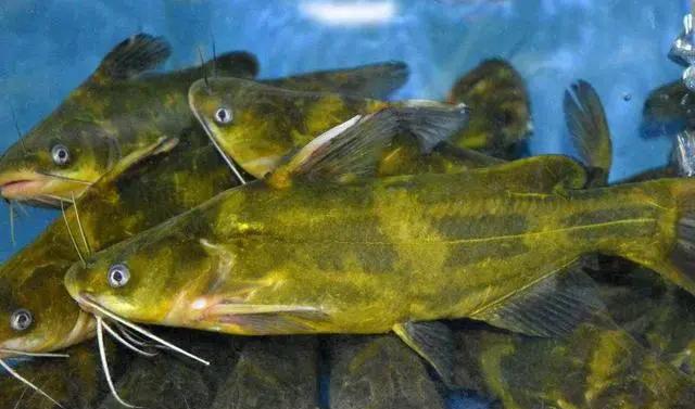 黄辣丁鱼怎么养殖_养鱼技巧_爱钓鱼