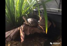 入秋了，夏季那种养龟的方式，该做出调整了