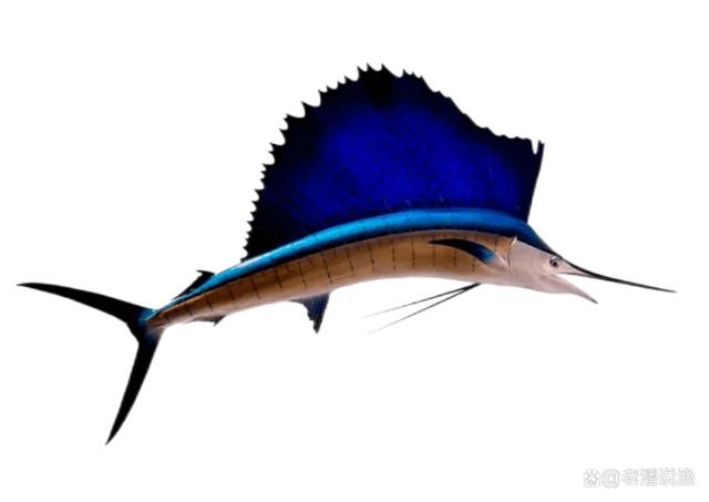 湖北钓鱼高手出国钓鱼,花5000块钱租船出海,5小时钓获3条旗鱼