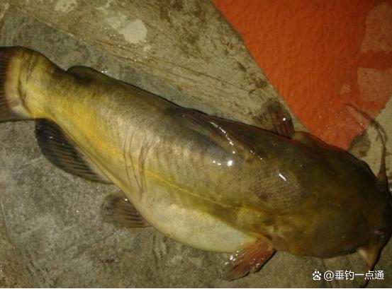江苏兴化小伙野外钓鱼意外钓获超大黄辣丁,钓友真开心