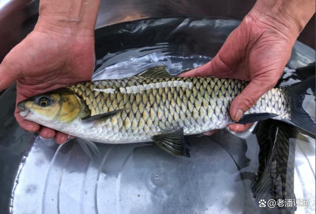 广西南宁,一钓友在邕江钓起几条奇鱼,老钓鱼人说是罕见的青竹鲤