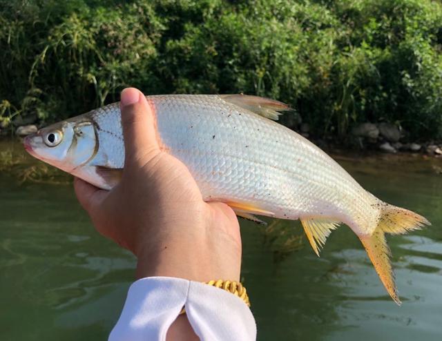 秋季黄尾鱼迎来"爆口期",要想钓得好,这4点经验