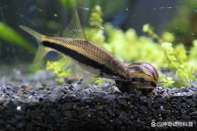 十大鱼缸清洁鱼排行,什么鱼清理鱼缸最好_水族鱼缸_爱钓鱼