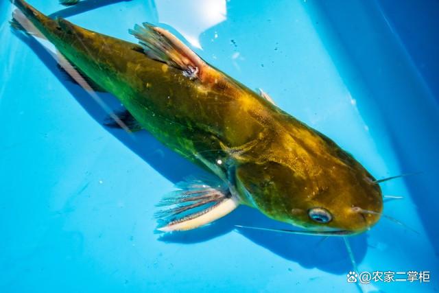 黄辣丁鱼的养殖方法,技巧和前景,你知道吗?