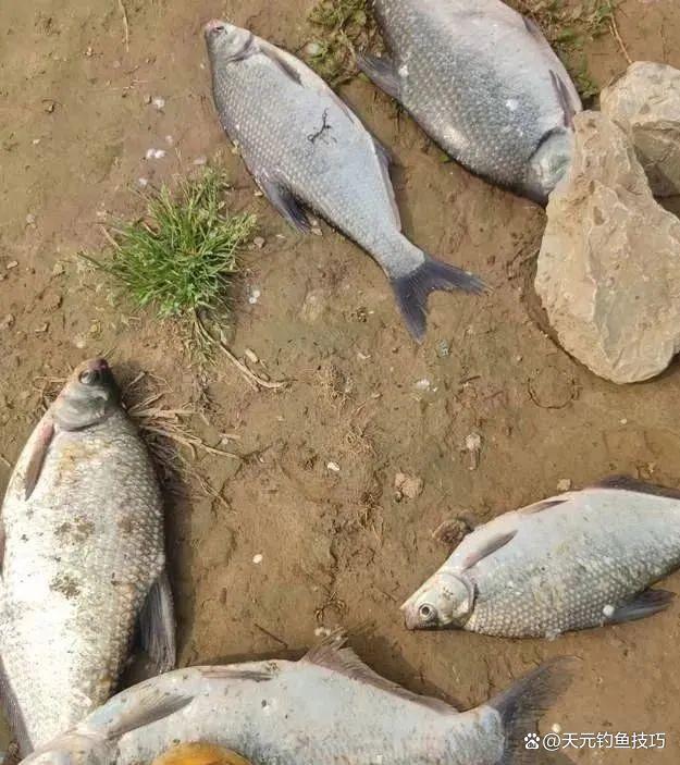 长江钓鳊鱼技巧,学会一天钓100斤不成问题_钓鱼知识_爱钓鱼