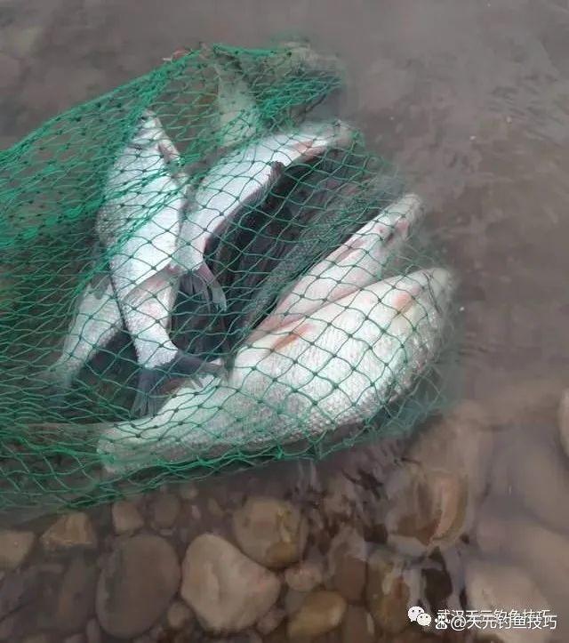 长江钓鳊鱼技巧,学会一天钓100斤不成问题_钓鱼知识_爱钓鱼