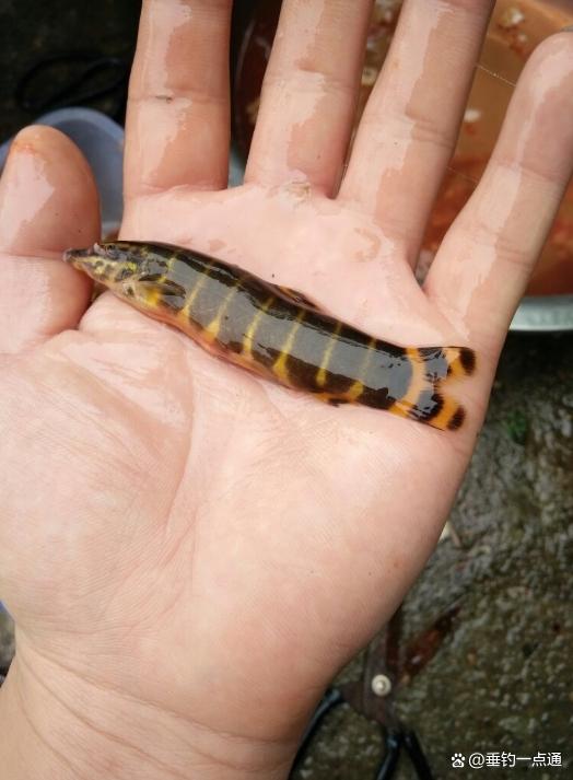 消失的"水中人参":700元/斤的奢侈美味,沙泥鳅的厄运与复兴!