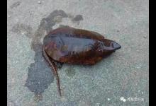 鹰嘴龟越来越多人工个体冲进市场，可以入手了吗？