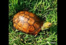 养龟大佬新标准，看看你是不是已经成为大佬了