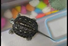 龟的尾尖如针，你不这样做是不行的