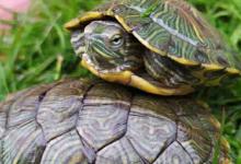 不明白！巴西龟公龟前脚趾甲长，是优势还是累赘？