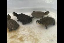 问题不大，却很重要，养龟不能忽视的问题